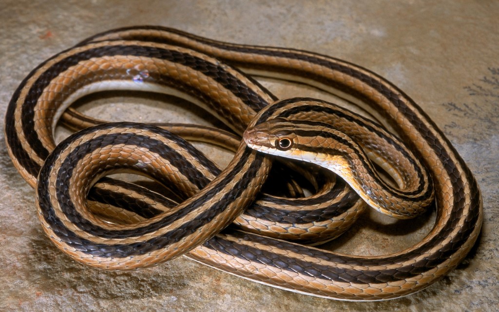 Leith's Sand Snake